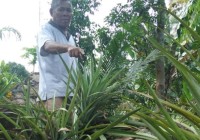 Di Luwu Timur Tumbuh Nanas Ajaib Di Luwu Timur Tumbuh Nanas Ajaib