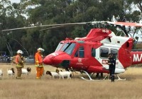 Helikopter Tidak Jadi Terbang Karena Kambing Helikopter Tidak Jadi Terbang Karena Kambing