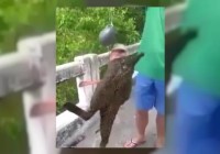 Ikan Berkaki Mirip Kelelawar Ditangkap oleh Nelayan