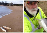 Mistik 2 Bangkai Hiu Penuh Luka di Pantai Australia