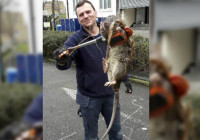 Gempar di Jalanan Inggris ada Tikus Besar
