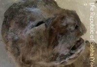 Bangkai Singa Gua dari Zaman Es Akan Dihidupkan Kembali oleh Ilmuwan