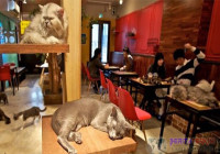 Pekerjaan Yang Sempurna Untuk Pecinta Kucing
