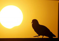 Perilaku Hewan Berubah Saat Gerhana Matahari