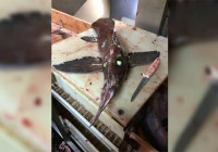 Di Perairan Kanada Terdapat Ikan Alien Bermata Hijau