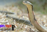 Kewaspadaan Satwa Liar, Bukan Hanya Pada King Cobra