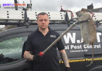 Sangat Mengerikan! Tikus Dapat Berkembang Seperti Anak Kecil