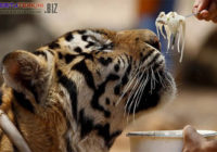 Akibat Petugas Korupsi Jatah Makan, Hariumau Gembira Loka Jadi Galak Akibat Petugas Korupsi Jatah Makan, Hariumau Gembira Loka Jadi Galak