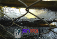 BKSDA Belum Ada Respon Masalah Buaya 3,5 Meter Di Rumah Warga