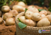 Ayo Diet Makan Kentang, Supaya Turunkan Berat Badan Dengan Tanpa Rasa Lapar Ayo Diet Makan Kentang, Supaya Turunkan Berat Badan Dengan Tanpa Rasa Lapar