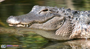 Balita Umur 2 Tahun Tewas di Serang Aligator