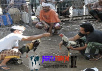 Tradisi Sabung Ayam Makin Marak Jelang Bulan Puasa