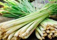 Ini Khasiat Daun Serai Selain Lezatkan Masakan