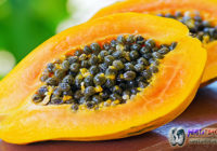 Buah Yang Bisa Membersihkan Jerawat Secepat Kilat Yaitu Buah Pepaya