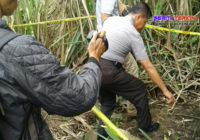 Seorang Tukang Tebu Berhasil Temukan Tengkorak Saat Ingin Panen Tebu