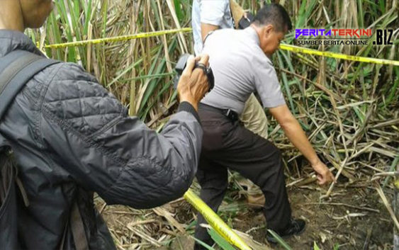 Seorang Tukang Tebu Berhasil Temukan Tengkorak Saat Ingin Panen Tebu