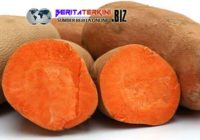 Ilmuwan Jepang Menemukan Cara Melangsingkan Tubuh dengan Minum Air Rebusan Ubi