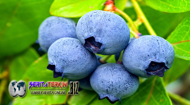 Bagi Kamu Penderita Hipertensi Bisa Sembuh Cepat Dengan Minum Smoothies Ini..!!