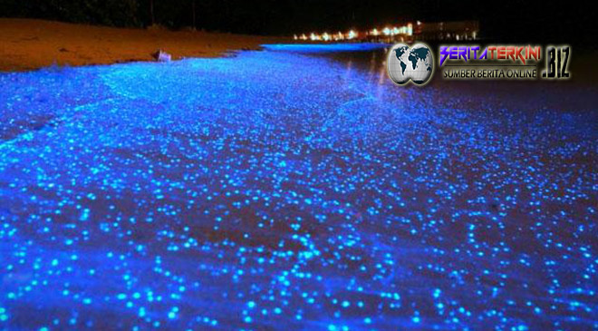 Luar Biasa... 4 Pantai Ini Mengeluarkan Cahaya Pada Malam Hari