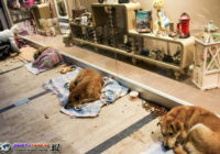 Mal di Turki Menjadi Tempat Penampungan Anjing Karena Badai Salju