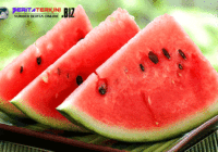 Agar Tubuh Lebih Berenergi, Ngemil 4 Camilan Sehat Ini