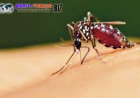 5 Tipe Orang Yang Mempunyai Aroma Tubuh Yang Mudah Menarik Perhatian Nyamuk 5 Tipe Orang Yang Mempunyai Aroma Tubuh Yang Mudah Menarik Perhatian Nyamuk
