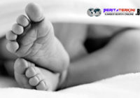 Heboh! Seorang Bayi Di Temukan Warga Warga Kupang Sedang Di Makan Seekor Babi