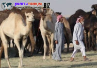 Akibat Dari Perselisihan Antara Arab Saudi Dengan Qatar, Ratusan Unta Mati