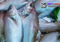 Manfaat Ikan Lainnya, Selain Buat Anak Semakin Cerdas Manfaat Ikan Lainnya, Selain Buat Anak Semakin Cerdas