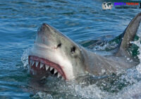 Kakek 73 Tahun Digigit Hiu Saat Snorkeling di Maui