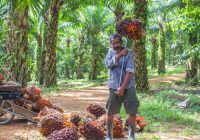 Presiden Joko Widodo Terima Surat Terbuka Soal Cabut Larangan Ekspor CPO Dari Petani Sawit Seluruh Indonesia