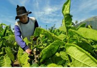 Industri Tembakau Melemah, Penerimaan Negara Mulai Terancam