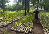 Kementan Salurkan Bantuan 39.861 Bibit Kelapa Untuk Para Petani di Sulawesi Utara