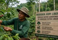 Kelompok Tani Daerah Kaltim Gelar Penananam Kopi Berkelanjutan di Hutan Lindung Kelompok Tani Daerah Kaltim Gelar Penananam Kopi Berkelanjutan di Hutan Lindung